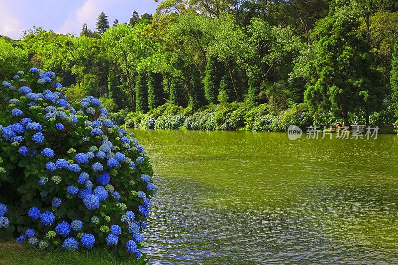 拉戈内格罗和绣球花，格拉马多，里约热内卢Grande do Sul，巴西